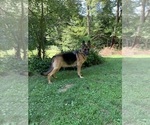 Small Photo #1 German Shepherd Dog Puppy For Sale in SEEKONK, MA, USA