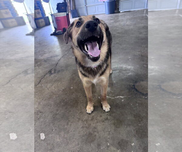 Medium Photo #7 German Shepherd Dog-Unknown Mix Puppy For Sale in Columbus, IN, USA