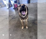Small #6 German Shepherd Dog Mix