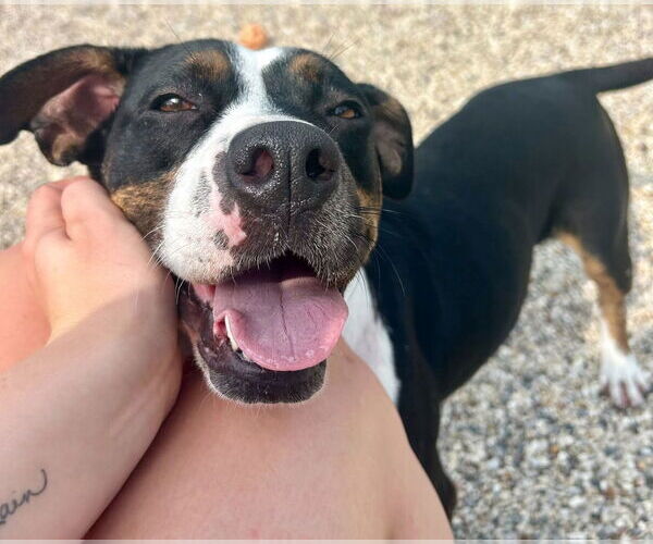 Medium Photo #4 American Pit Bull Terrier-Unknown Mix Puppy For Sale in Jefferson, WI, USA