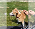 Small #2 Jack Russell Terrier