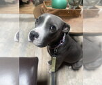 Small Photo #10 Mutt Puppy For Sale in Mount Laurel, NJ, USA