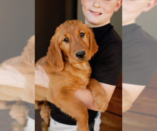 Medium Photo #1 Golden Retriever Puppy For Sale in CHINO VALLEY, AZ, USA