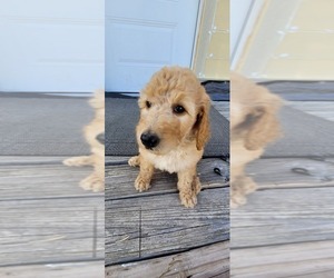 Double Doodle Puppy for Sale in WEST, Texas USA