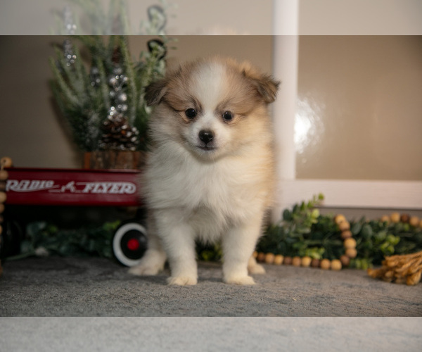Medium Photo #12 Pom-A-Poo Puppy For Sale in NAPPANEE, IN, USA