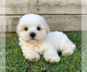 Zuchon Puppy for sale in FAIRBANK, IA, USA