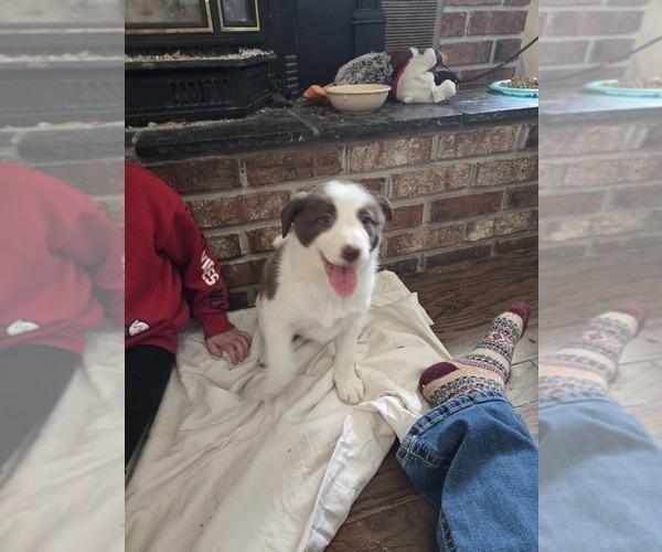 Medium Photo #2 Border Collie Puppy For Sale in LEBANON, MO, USA