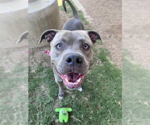 Mutt Dogs for adoption in Plano, TX, USA