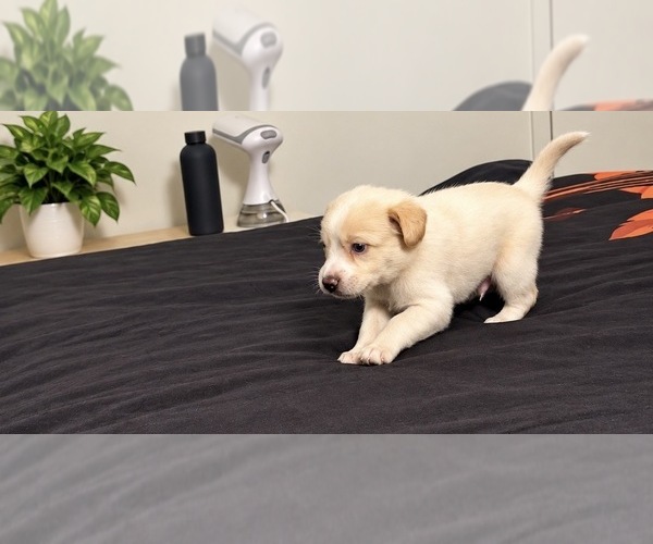 Medium Photo #19 Alaskan Husky-Cock-A-Poo Mix Puppy For Sale in YONKERS, NY, USA
