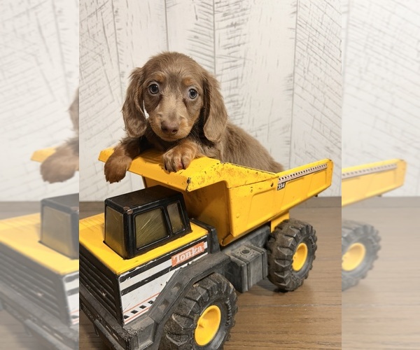 Medium Photo #1 Dachshund Puppy For Sale in MIDDLEBURY, IN, USA