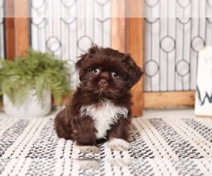 Shih Tzu Puppy for sale in NAPLES, FL, USA