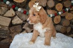 Small Photo #2 Doodle-Goldendoodle Mix Puppy For Sale in HONEY BROOK, PA, USA