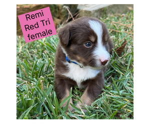 Medium Miniature Australian Shepherd