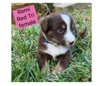 Puppy Puppy 5 Miniature Australian Shepherd