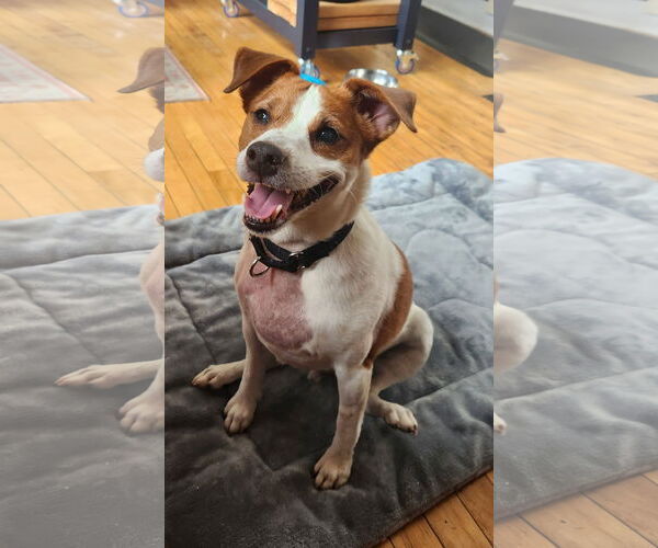 Medium Photo #38 Mutt Puppy For Sale in Philadelphia, PA, USA