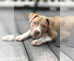 Small #4 Mutt