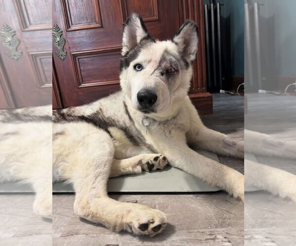 Medium Photo #18 Siberian Husky-Unknown Mix Puppy For Sale in Grafton, WI, USA