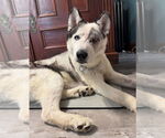 Small #17 Siberian Husky Mix