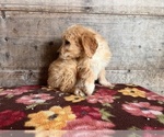 Small Photo #8 Goldendoodle Puppy For Sale in VERMONTVILLE, MI, USA