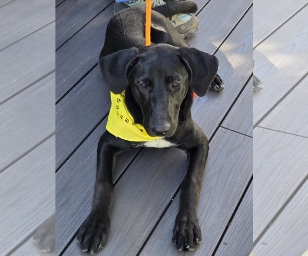 Medium Photo #5 Labrador Retriever-Unknown Mix Puppy For Sale in Cliffwood, NJ, USA