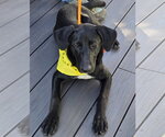 Small #4 Labrador Retriever Mix