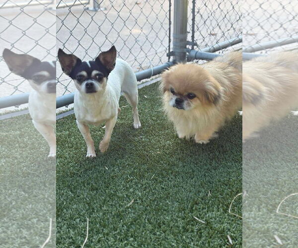 Medium Photo #3 Pekingese-Unknown Mix Puppy For Sale in Woodbury, NY, USA