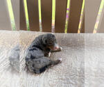 Puppy Helen Bernedoodle