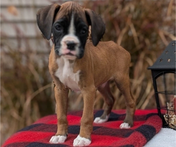 Medium Photo #28 Boxer Puppy For Sale in GOSHEN, IN, USA