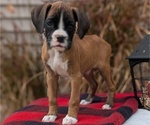 Puppy Oakley Boxer