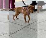 Small #1 Dachshund Mix