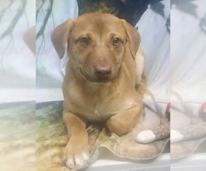 Labrador Retriever-Unknown Mix Dogs for adoption in Wetumpka, AL, USA