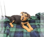 Small Photo #1 Airedale Terrier Puppy For Sale in VERONA, MO, USA