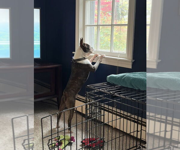 Medium Photo #4 Boston Terrier Puppy For Sale in Oak Bluffs, MA, USA