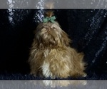 Small #11 Shih Tzu