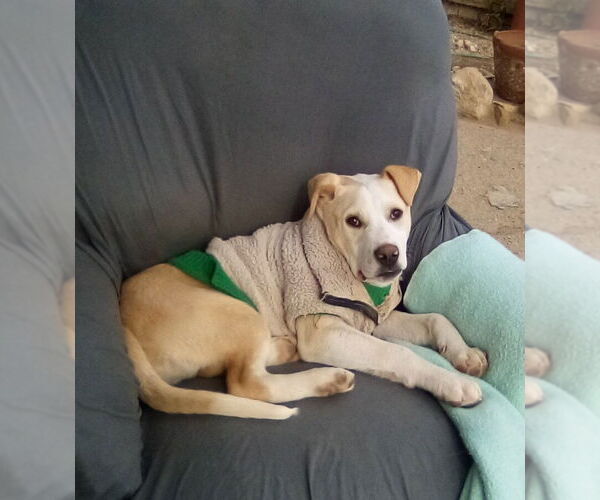 Medium Photo #14 Labrador Retriever-Unknown Mix Puppy For Sale in Apple Valley, CA, USA