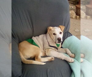 Jingles-his BFF is Baby Girl - Male Labrador Retriever-Unknown Mix Dog for Adoption - Photo #14