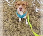 Small Photo #3 Staffordshire Bull Terrier-Unknown Mix Puppy For Sale in Princeton, MN, USA