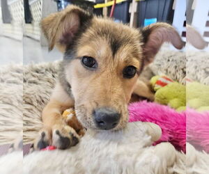 Gerberian Shepsky Dogs for adoption in GILBERTS, IL, USA