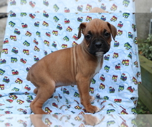 Boxer Puppy for sale in SHILOH, OH, USA