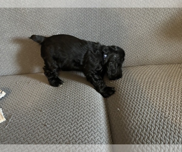 Medium Photo #16 Cocker Spaniel Puppy For Sale in COLBERT, GA, USA