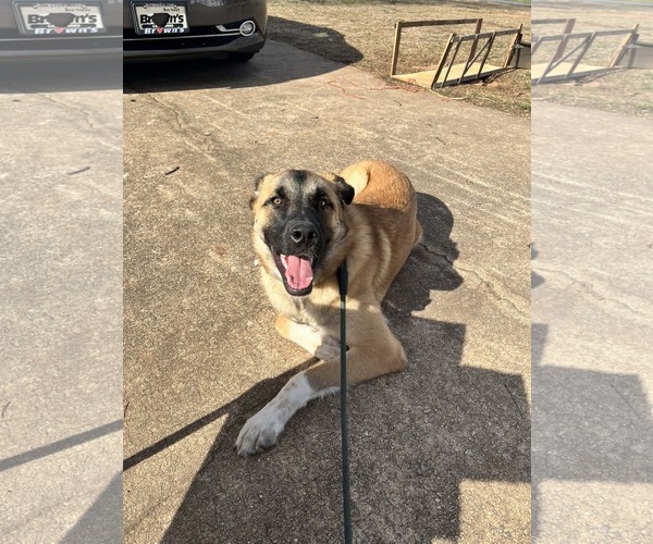 Medium Photo #6 Anatolian Shepherd-Unknown Mix Puppy For Sale in Greenville, SC, USA