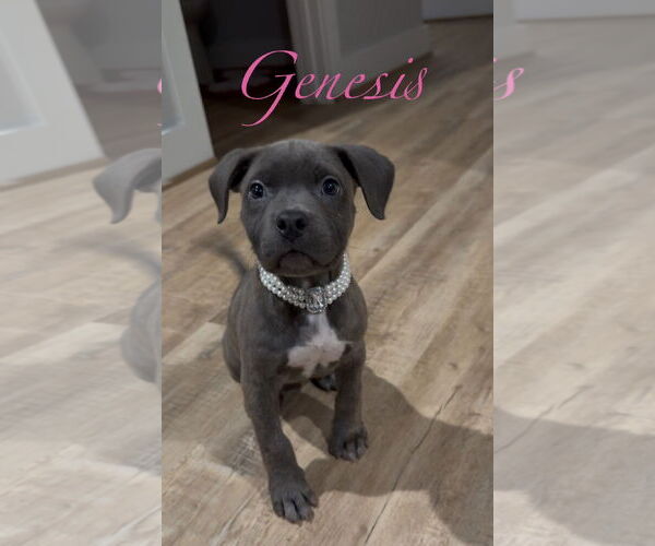 Medium Photo #2 Staffordshire Bull Terrier-Unknown Mix Puppy For Sale in The Woodlands, TX, USA