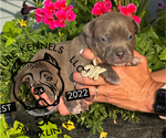 Puppy Orange Collaf American Bully