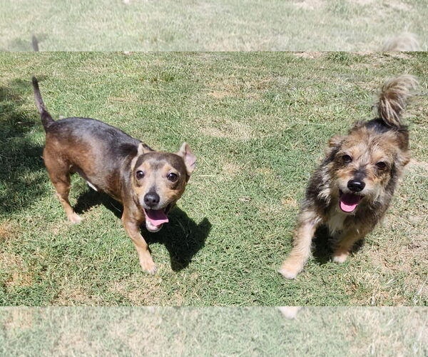 Medium Photo #4 Dachshund-Unknown Mix Puppy For Sale in Alexander, AR, USA