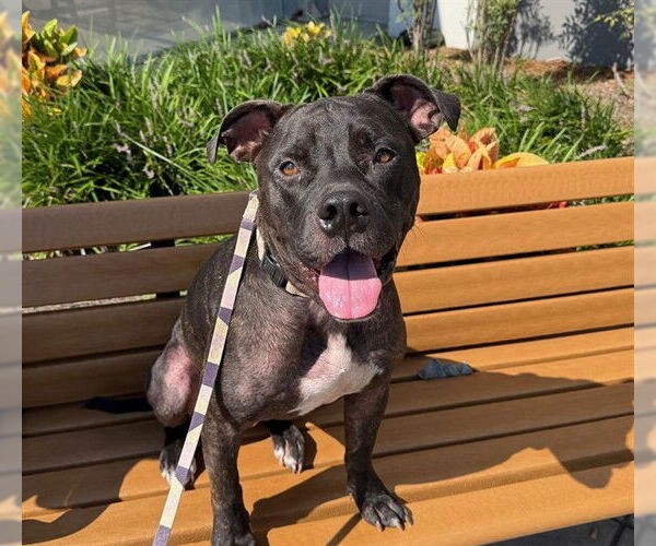 Medium Photo #3 American Pit Bull Terrier-Unknown Mix Puppy For Sale in Ocala, FL, USA