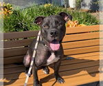 Small #2 American Pit Bull Terrier Mix