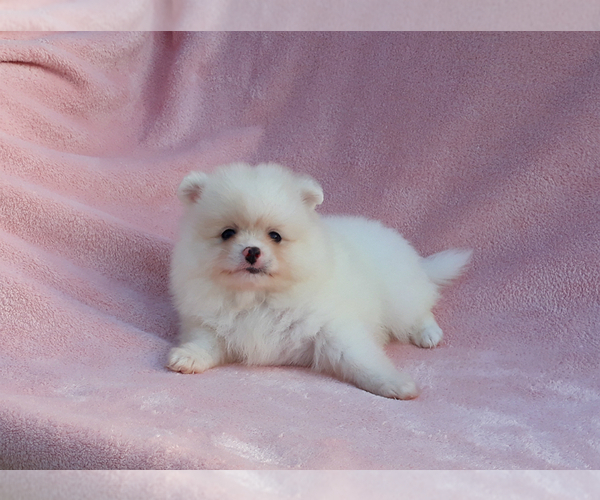 Medium Photo #10 Pomeranian Puppy For Sale in PALM BCH GDNS, FL, USA