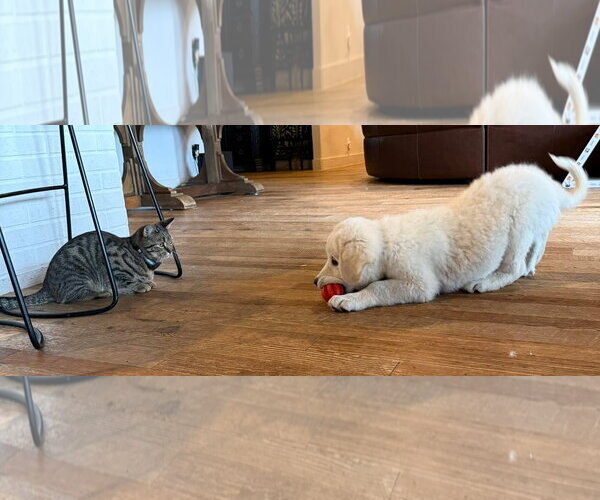 Medium Photo #3 Anatolian Pyrenees Puppy For Sale in Houston, TX, USA