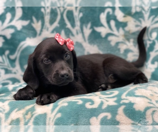Medium Photo #10 Labrador Retriever Puppy For Sale in LAKELAND, FL, USA