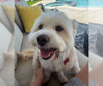 Small #2 Maltese Mix